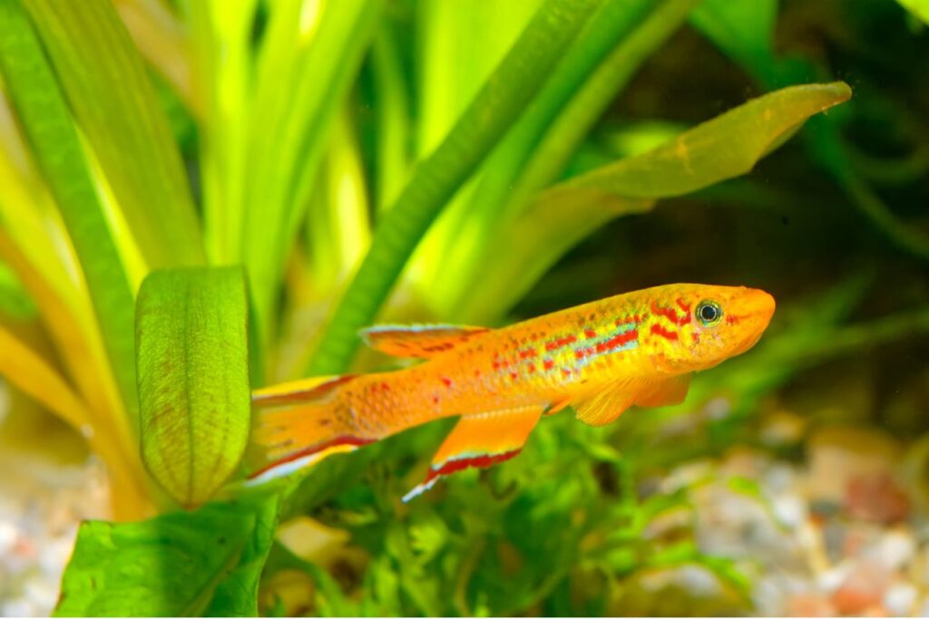 鮮やかなオレンジ色と赤い模様を持つ熱帯魚が水草の間を泳ぐ水中の様子。