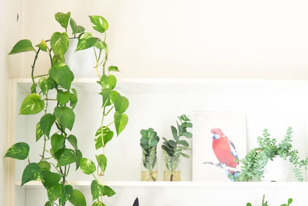 明るい部屋に置かれた観葉植物と鳥のアート