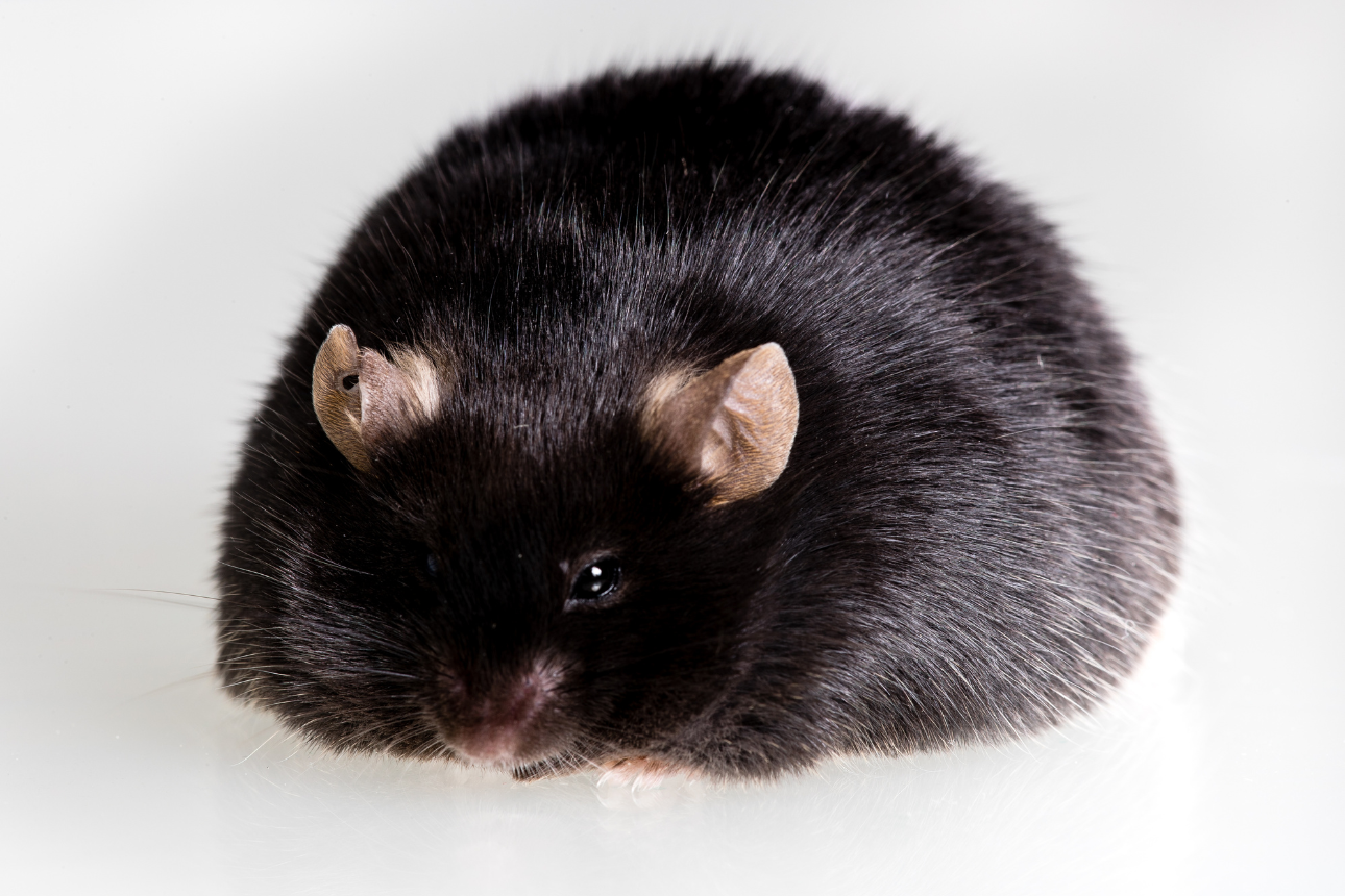 黒い被毛で丸々とした体型のマウス。長寿マウスや老化研究のモデル生物を示すビジュアル。