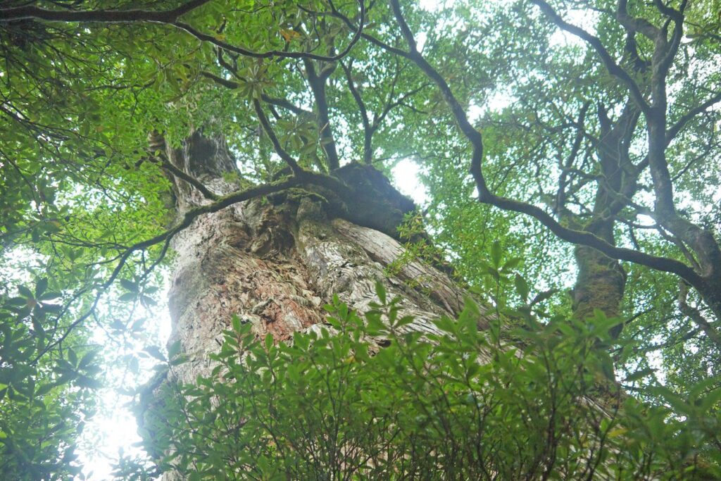 屋久島の苔むした屋久杉を下から見上げた構図。幹の迫力と枝葉の生命力が印象的な自然風景