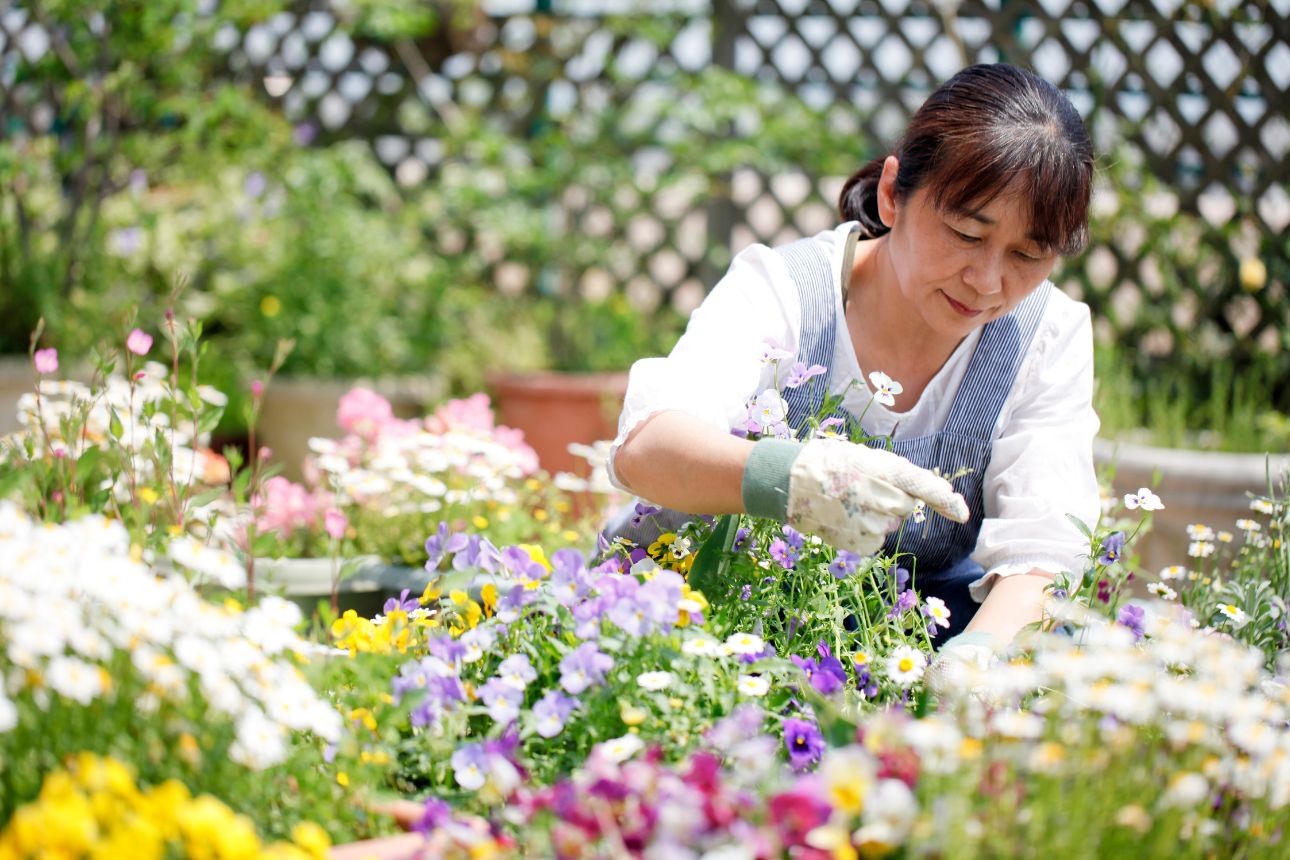 花壇で手袋をして花の手入れをする女性