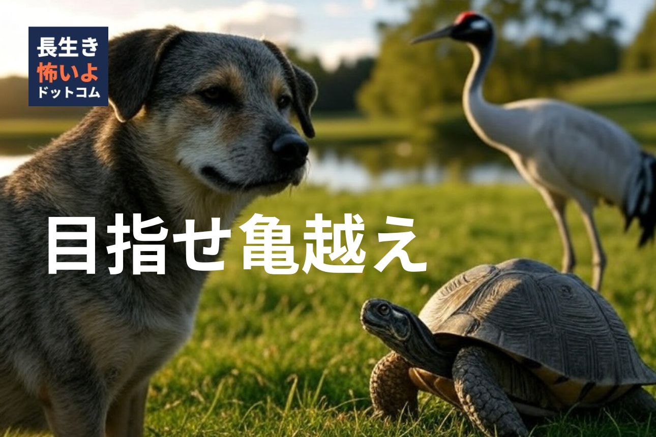 老犬と亀、鶴が草原で並ぶ